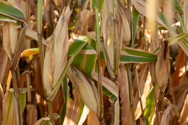 Corn Stalks